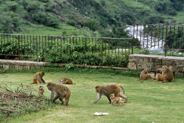 D:\DataFoto\Dia's - Reizen\1995-07-16 Ladakh\02 Manali\Best Of\Ldak0063y.jpg