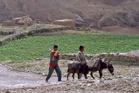 D:\DataFoto\Dia's - Reizen\1995-07-16 Ladakh\04 Spitivallei\Best Of\Ldak0205y.jpg