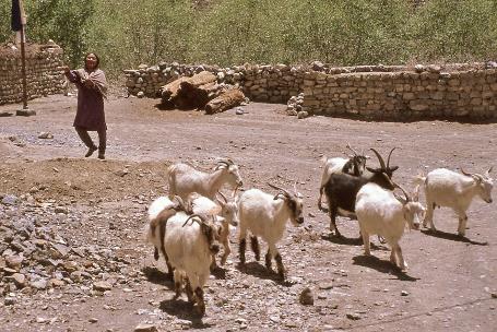 D:\DataFoto\Dia's - Reizen\1995-07-16 Ladakh\04 Spitivallei\Best Of\Ldak0174y.jpg