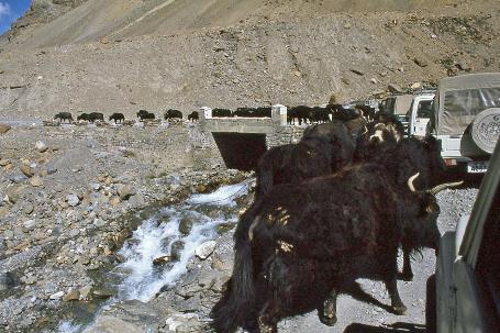 D:\DataFoto\Dia's - Reizen\1995-07-16 Ladakh\05 Naar Leh\Best Of\Ldak0275y.jpg