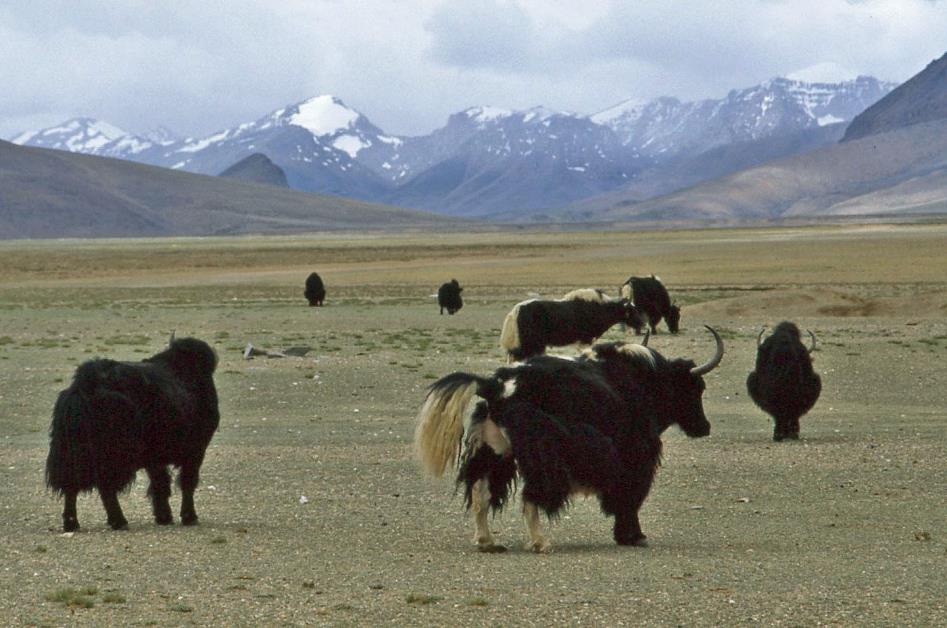 D:\DataFoto\Dia's - Reizen\1995-07-16 Ladakh\05 Naar Leh\Best Of\Ldak0354y.jpg