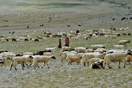 D:\DataFoto\Dia's - Reizen\1995-07-16 Ladakh\05 Naar Leh\Best Of\Ldak0351y.jpg