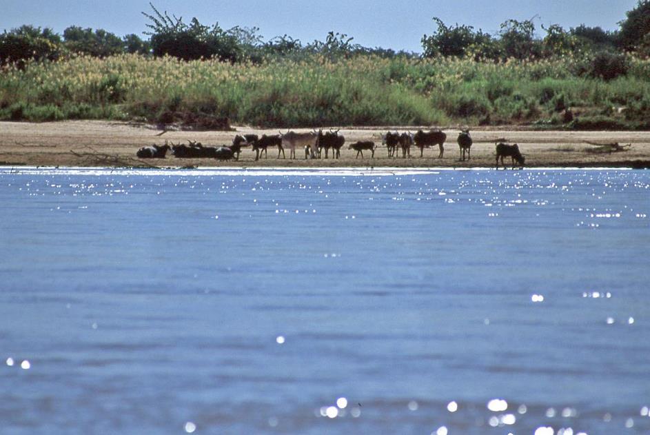 D:\DataFoto\Dia's - Reizen\2001-07-18 Madagaskar\15 Belo-sur-Tsiribihina\Best Of\Mada0462y.jpg