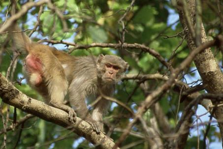 D:\DataFoto\Dia's - Reizen\2004-04-03 Orissa\03 Bandhavgarh (herschikt bis)\Best Of\NInd0094y.jpg