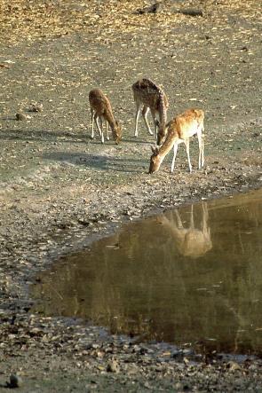 D:\DataFoto\Dia's - Reizen\2004-04-03 Orissa\03 Bandhavgarh (herschikt)\Best Of\NInd0089y.jpg