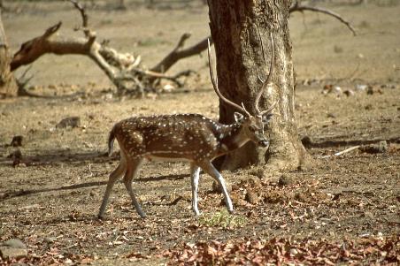 D:\DataFoto\Dia's - Reizen\2004-04-03 Orissa\03 Bandhavgarh (herschikt bis)\Best Of\NInd0091y.jpg