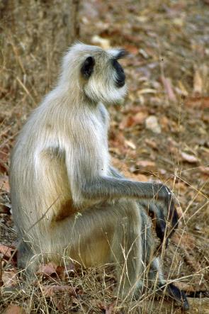 D:\DataFoto\Dia's - Reizen\2004-04-03 Orissa\03 Bandhavgarh (herschikt)\Best Of\NInd0096y.jpg