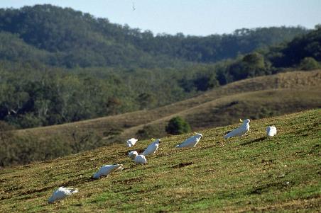 D:\DataFoto\Dia's - Reizen\2004-07-14 Australie\18 Eungella\Best Of\Aust0533y.jpg