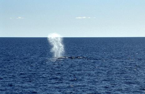 D:\DataFoto\Dia's - Reizen\2004-07-14 Australie\19 Hervey Bay\Best Of\Aust0555y.jpg