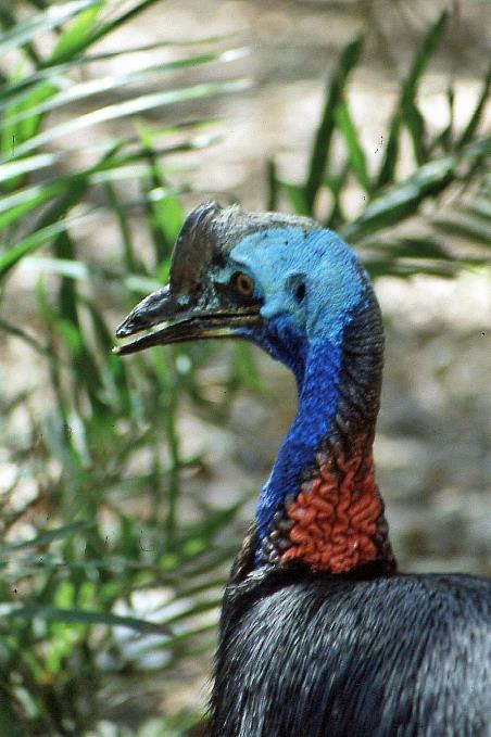 D:\DataFoto\Dia's - Reizen\2004-07-14 Australie\16 Billabong Sanctuary\Best Of\Aust0471y.jpg