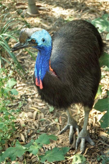 D:\DataFoto\Dia's - Reizen\2004-07-14 Australie\16 Billabong Sanctuary\Best Of\Aust0471y.jpg