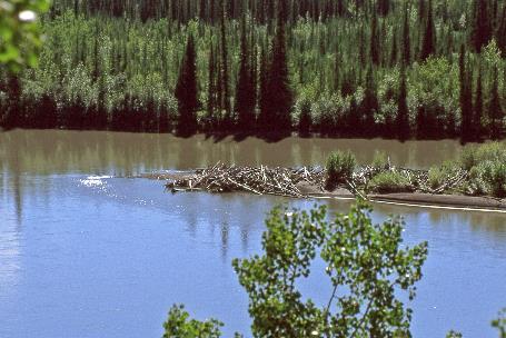 D:\DataFoto\Dia's - Reizen\2005-07-14 BC - Yukon - Alaska\07 Klondike Highway\Best Of\Alas1159y.jpg