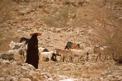 D:\DataFoto\Dia's - Reizen\2006-12-23 Jemen\20 Wadi Duw'an\Best Of\Jemn0472y.jpg