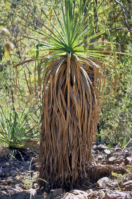 D:\DataFoto\Dia's - Reizen\2008-07-10 West-Australie\43 Bell Creek\Best Of\WAus0582y.jpg