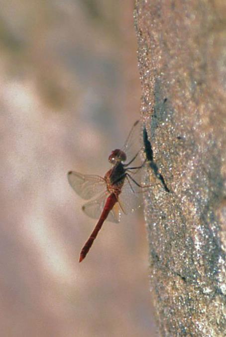 D:\DataFoto\Dia's - Reizen\2008-07-10 West-Australie\43 Bell Creek\Best Of\WAus0592y.jpg