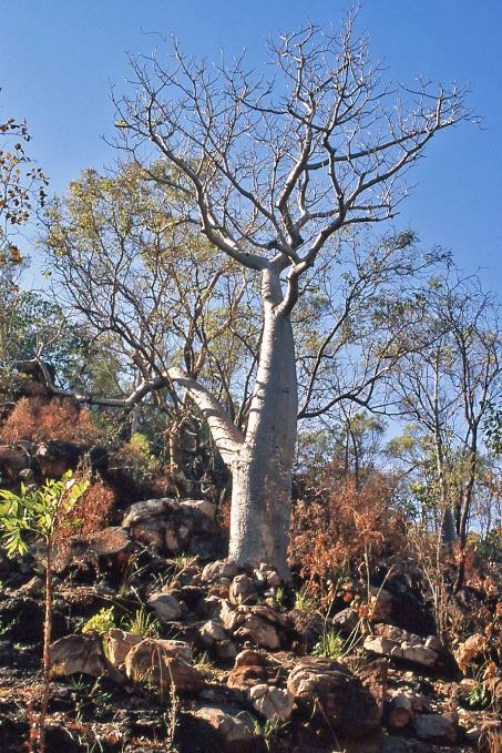 D:\DataFoto\Dia's - Reizen\2008-07-10 West-Australie\43 Bell Creek\Best Of\WAus0602y.jpg