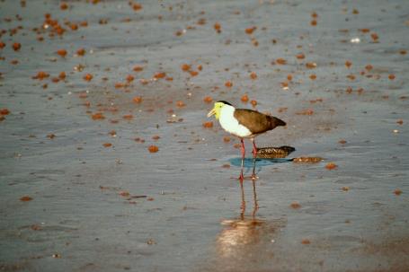 D:\DataFoto\Dia's - Reizen\2008-07-10 West-Australie\71 Broome\Best Of\WAus1043y.jpg