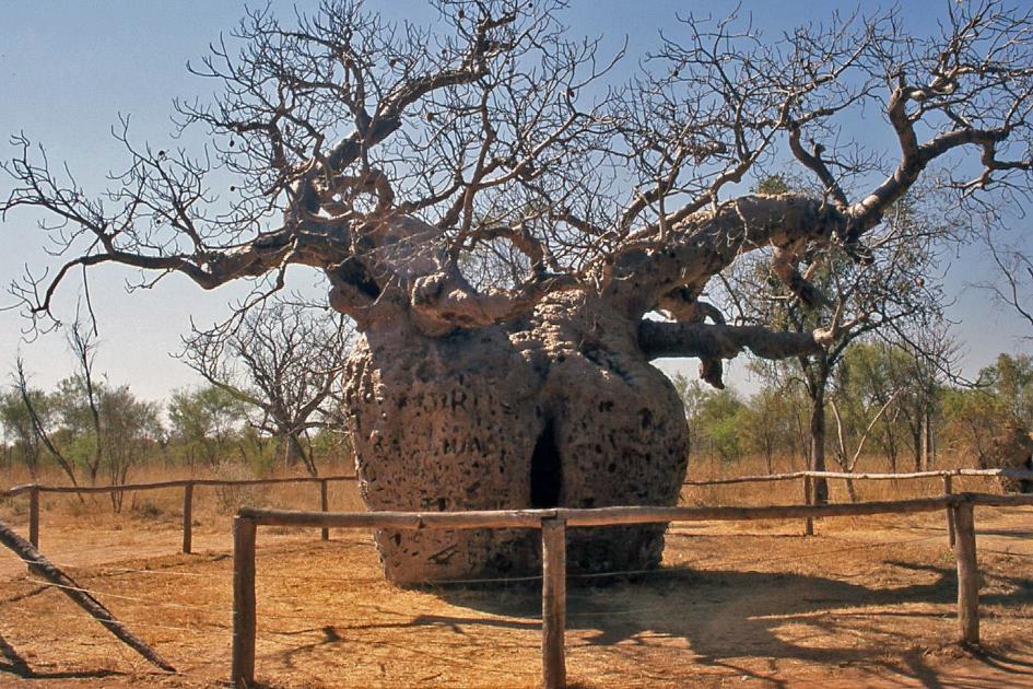 D:\DataFoto\Dia's - Reizen\2008-07-10 West-Australie\39 Boab Prison Tree\Best Of\WAus0540y.jpg