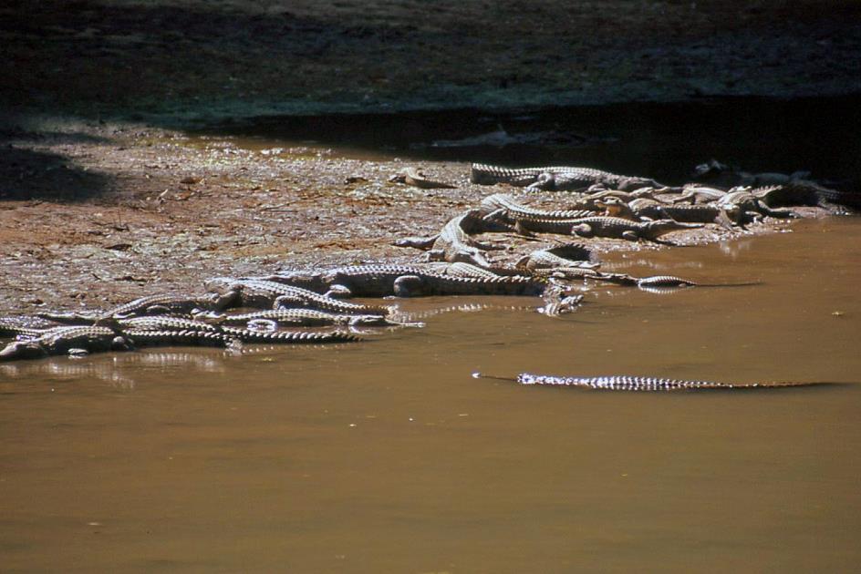 D:\DataFoto\Dia's - Reizen\2008-07-10 West-Australie\40 Windjana Gorge\Best Of\WAus0559y.jpg