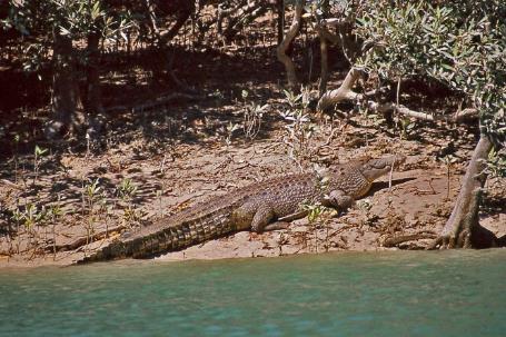 D:\DataFoto\Dia's - Reizen\2008-07-10 West-Australie\71 Broome\Best Of\WAus1056y.jpg