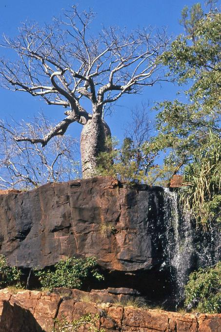 D:\DataFoto\Dia's - Reizen\2008-07-10 West-Australie\44 Galvans Gorge\Best Of\WAus0611y.jpg