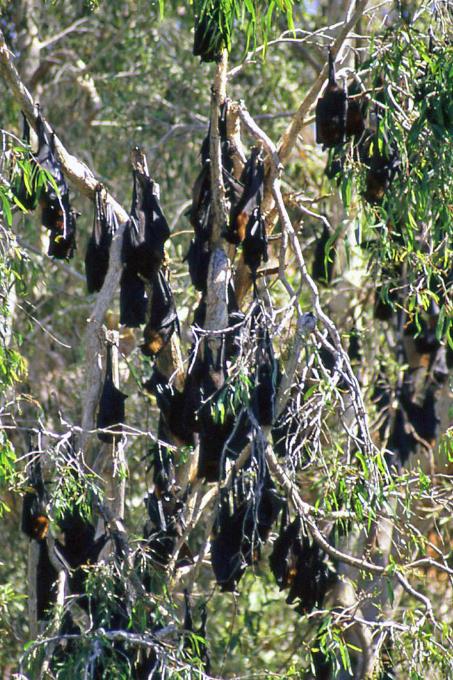 D:\DataFoto\Dia's - Reizen\2008-07-10 West-Australie\45 Barnett River Gorge\Best Of\WAus0620y.jpg