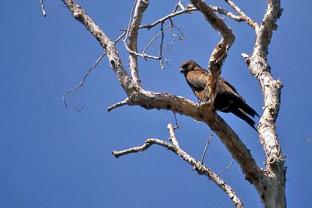 D:\DataFoto\Dia's - Reizen\2008-07-10 West-Australie\47 Mitchell Plateau\Best Of\WAus0649y.jpg