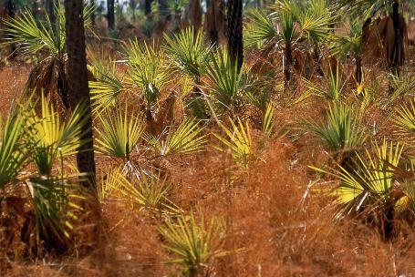 D:\DataFoto\Dia's - Reizen\2008-07-10 West-Australie\47 Mitchell Plateau\Best Of\WAus0662y.jpg