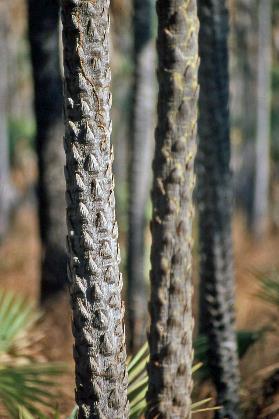 D:\DataFoto\Dia's - Reizen\2008-07-10 West-Australie\47 Mitchell Plateau\Best Of\WAus0661y.jpg