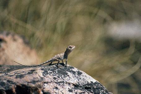 D:\DataFoto\Dia's - Reizen\2008-07-10 West-Australie\48 Mitchel Falls\Best Of\WAus0687y.jpg