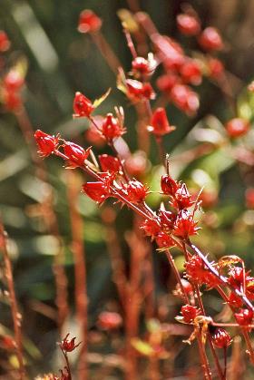 D:\DataFoto\Dia's - Reizen\2008-07-10 West-Australie\54 Rosella's Flats\Best Of\WAus0799y.jpg