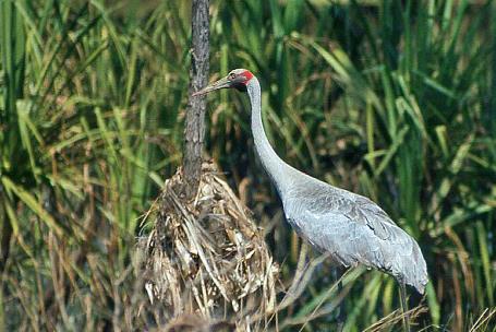 D:\DataFoto\Dia's - Reizen\2008-07-10 West-Australie\47 Mitchell Plateau\Best Of\WAus0640y.jpg