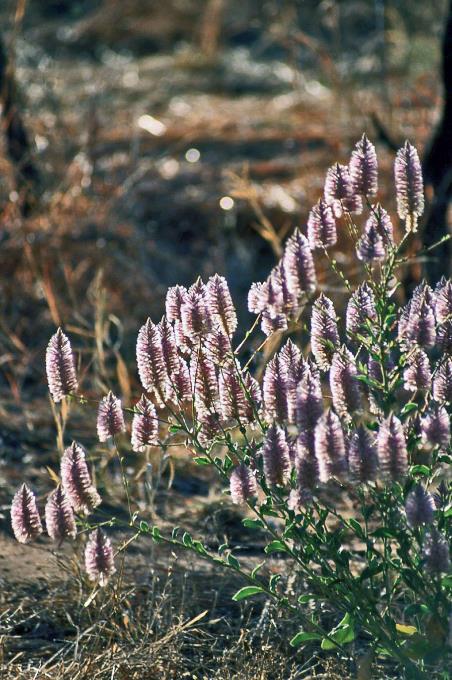 D:\DataFoto\Dia's - Reizen\2008-07-10 West-Australie\68 Halls Creek\Best Of\WAus0986y.jpg