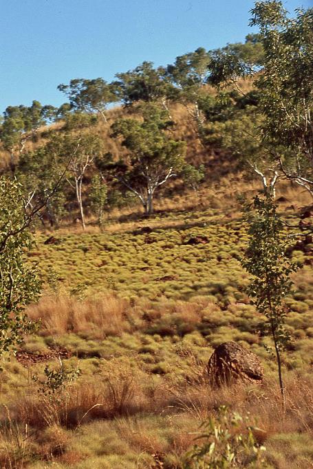 D:\DataFoto\Dia's - Reizen\2008-07-10 West-Australie\68 Halls Creek\Best Of\WAus0988y.jpg