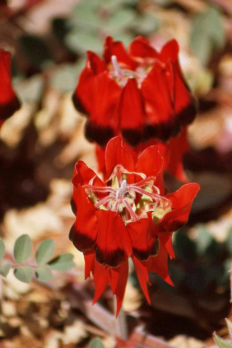 D:\DataFoto\Dia's - Reizen\2008-07-10 West-Australie\68 Halls Creek\Best Of\WAus0990y.jpg