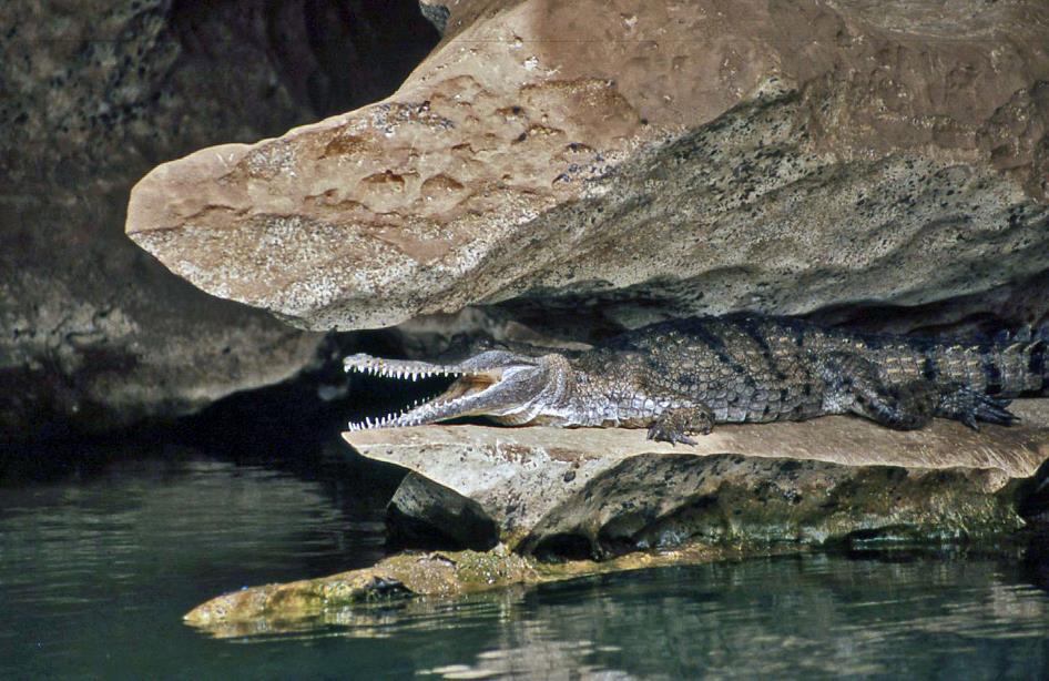 D:\DataFoto\Dia's - Reizen\2008-07-10 West-Australie\70 Geikie Gorge\Best Of\WAus1017y.jpg