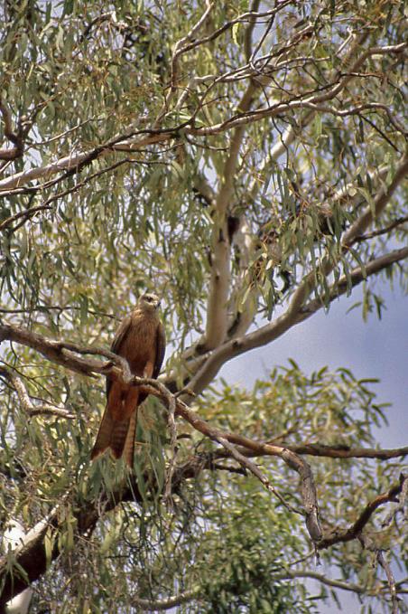 D:\DataFoto\Dia's - Reizen\2008-07-10 West-Australie\70 Geikie Gorge\Best Of\WAus1031y.jpg