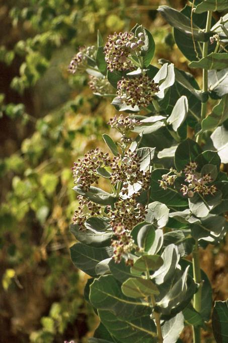 D:\DataFoto\Dia's - Reizen\2008-07-10 West-Australie\70 Geikie Gorge\Best Of\WAus1013y.jpg