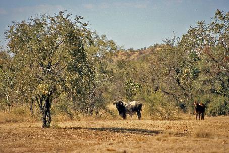 D:\DataFoto\Dia's - Reizen\2008-07-10 West-Australie\68 Halls Creek\Best Of\WAus0989y.jpg