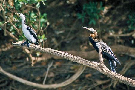 D:\DataFoto\Dia's - Reizen\2008-07-10 West-Australie\70 Geikie Gorge\Best Of\WAus1025y.jpg