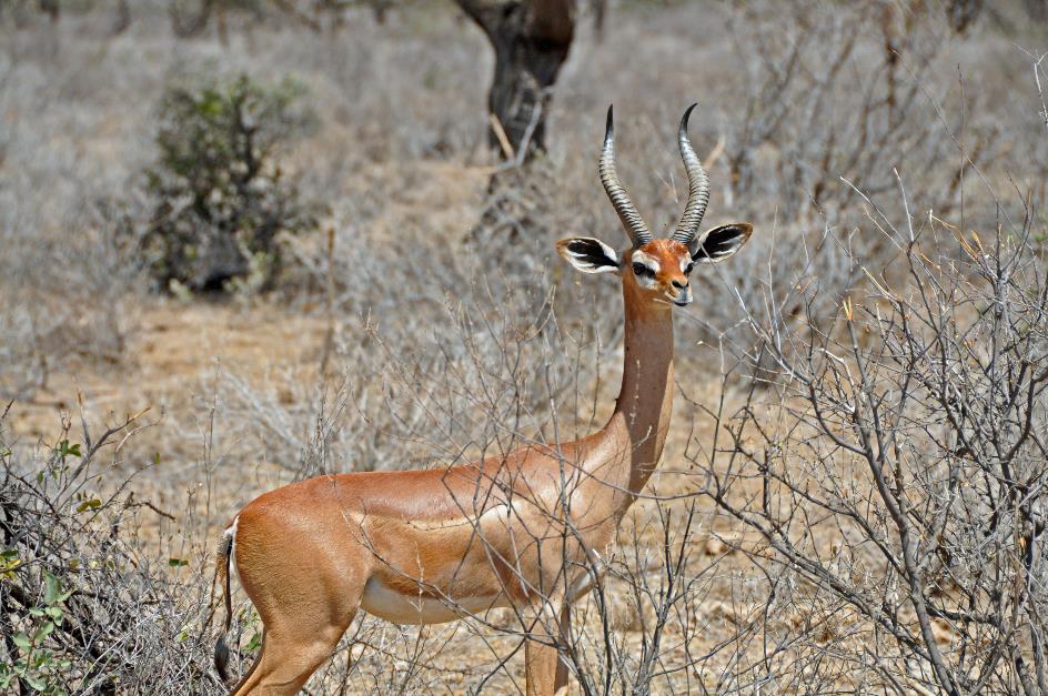 D:\DataFoto\Foto's - Reizen\2009-07-10 Kenia - Tanzania\01 Samburu\Best Of\KETA0040y.jpg