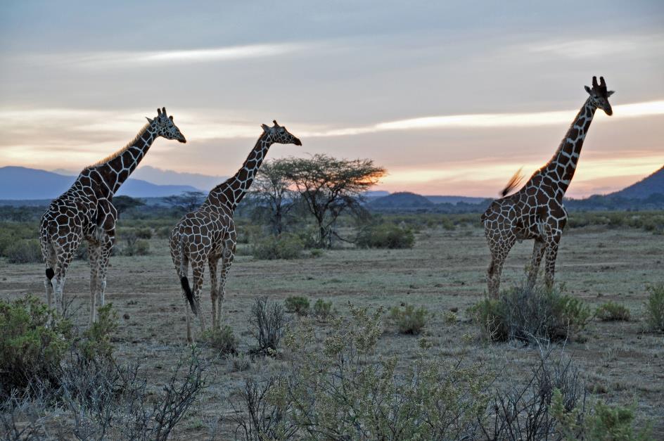 D:\DataFoto\Foto's - Reizen\2009-07-10 Kenia - Tanzania\01 Samburu\Best Of\KETA0165y.jpg