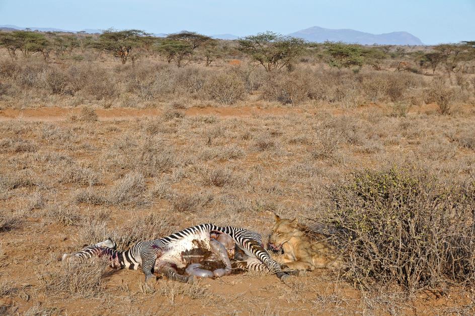 D:\DataFoto\Foto's - Reizen\2009-07-10 Kenia - Tanzania\01 Samburu\Best Of\KETA0211y.jpg