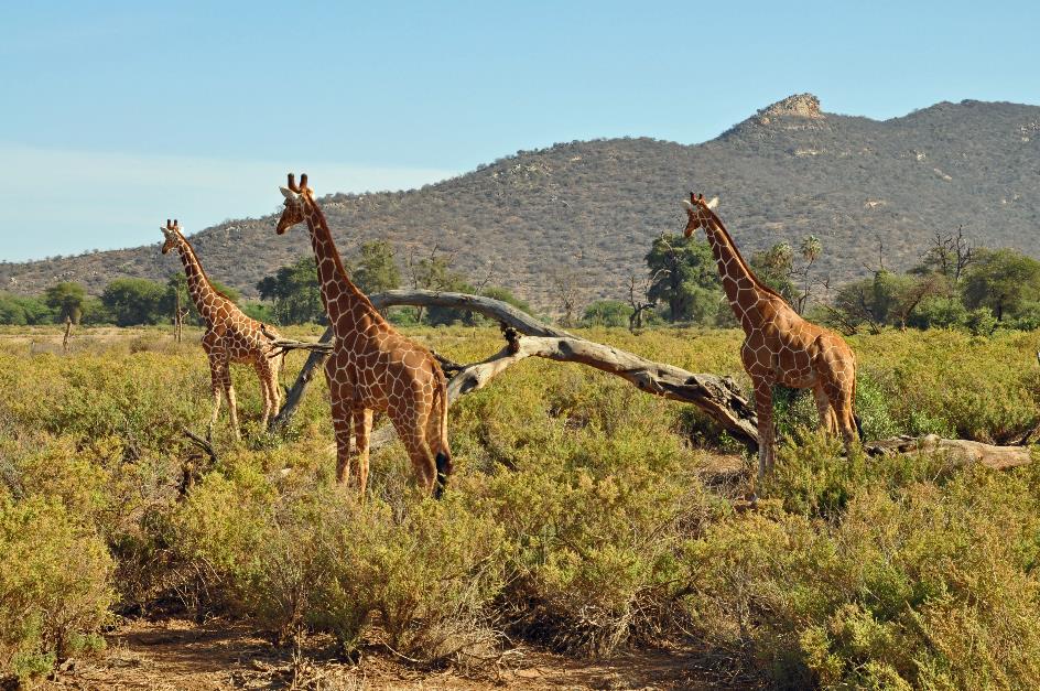 D:\DataFoto\Foto's - Reizen\2009-07-10 Kenia - Tanzania\01 Samburu\Best Of\KETA0333y.jpg