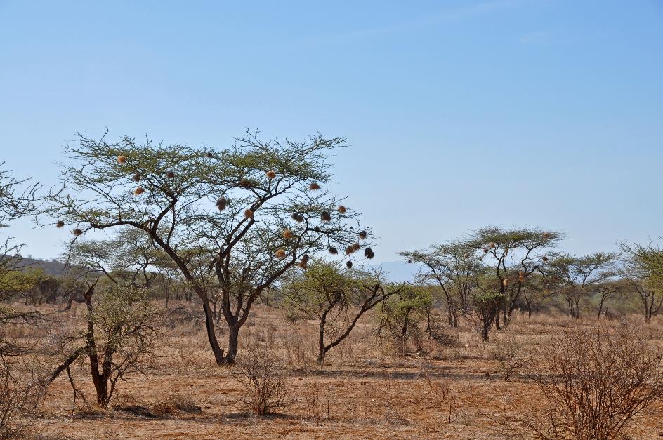 D:\DataFoto\Foto's - Reizen\2009-07-10 Kenia - Tanzania\01 Samburu\Best Of\KETA0356y.jpg