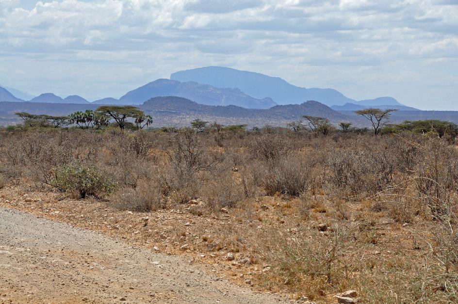 D:\DataFoto\Foto's - Reizen\2009-07-10 Kenia - Tanzania\01 Samburu\Best Of\KETA0037y.jpg