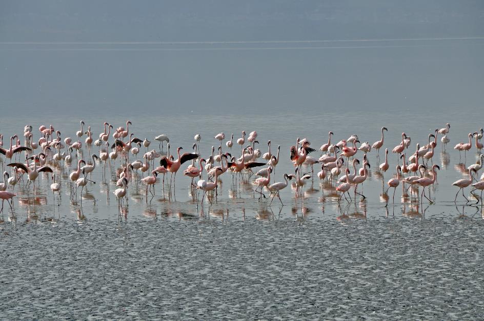 D:\DataFoto\Foto's - Reizen\2009-07-10 Kenia - Tanzania\03 LakeNakuru\Best Of\KETA0775y.jpg