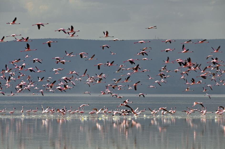 D:\DataFoto\Foto's - Reizen\2009-07-10 Kenia - Tanzania\03 LakeNakuru\Best Of\KETA0810y.jpg