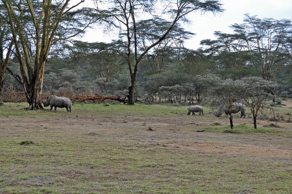 D:\DataFoto\Foto's - Reizen\2009-07-10 Kenia - Tanzania\03 LakeNakuru\Best Of\KETA0823y.jpg