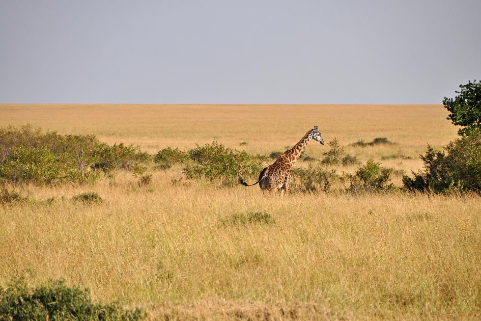 D:\DataFoto\Foto's - Reizen\2009-07-10 Kenia - Tanzania\04 MasaiMara\Best Of\KETA0984y.jpg